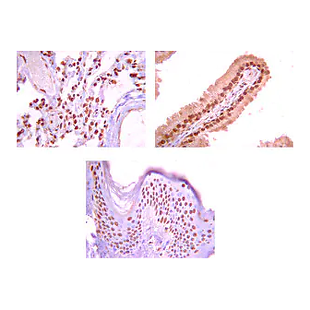 Merck Anti-Na+/K+ ATPase α-1 Antibody