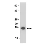 Merck Anti-α-Synuclein Antibody, clone Syn211