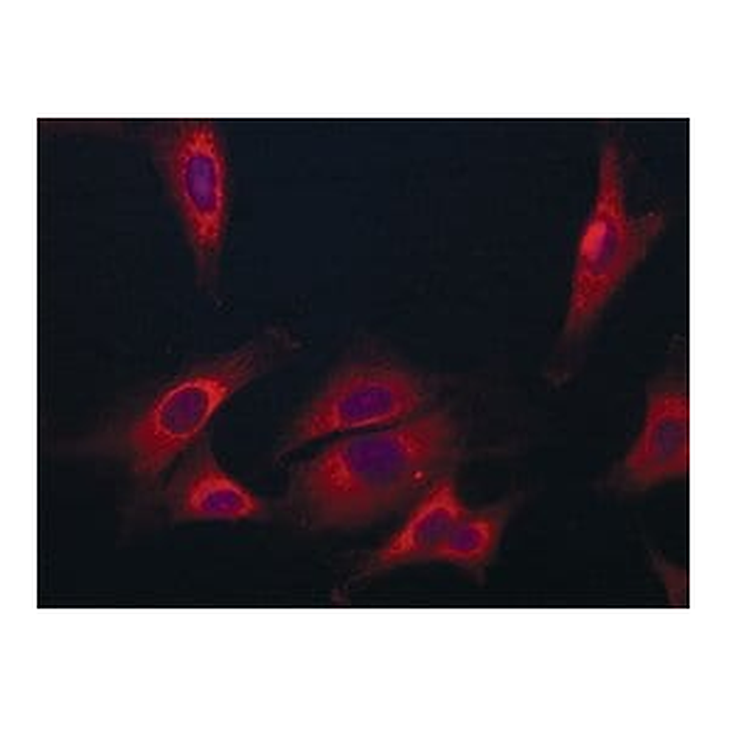 Merck Anti-Coronin-1C (C-terminal) antibody produced in rabbit