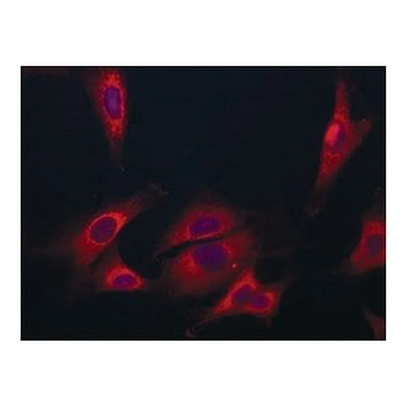 Merck Anti-Coronin-1C (C-terminal) antibody produced in rabbit