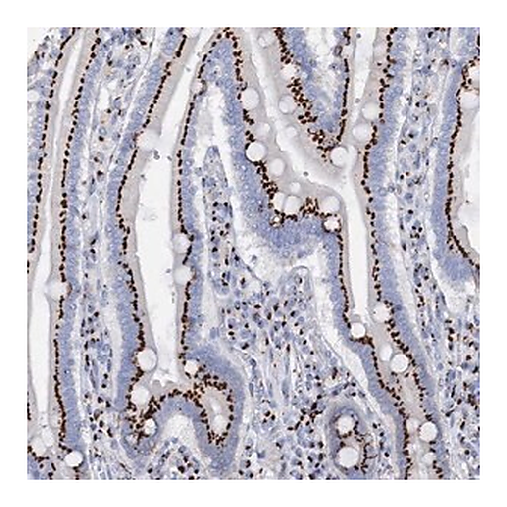Merck Anti-TM9SF3 antibody produced in rabbit