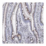 Merck Anti-TM9SF3 antibody produced in rabbit