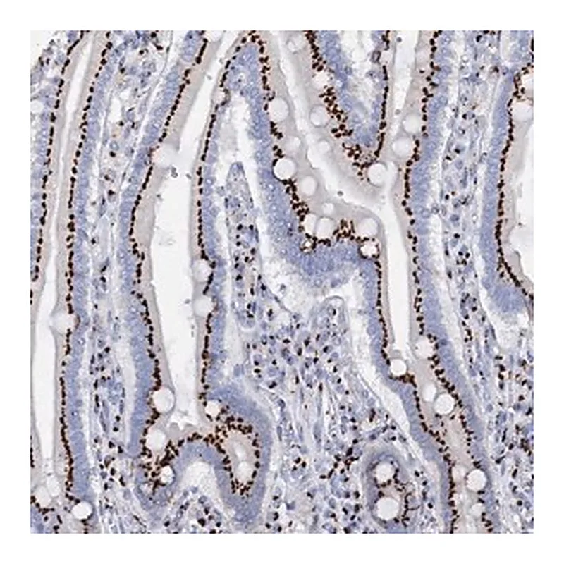 Merck Anti-TM9SF3 antibody produced in rabbit