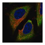 Merck Anti-FAM134B antibody produced in rabbit