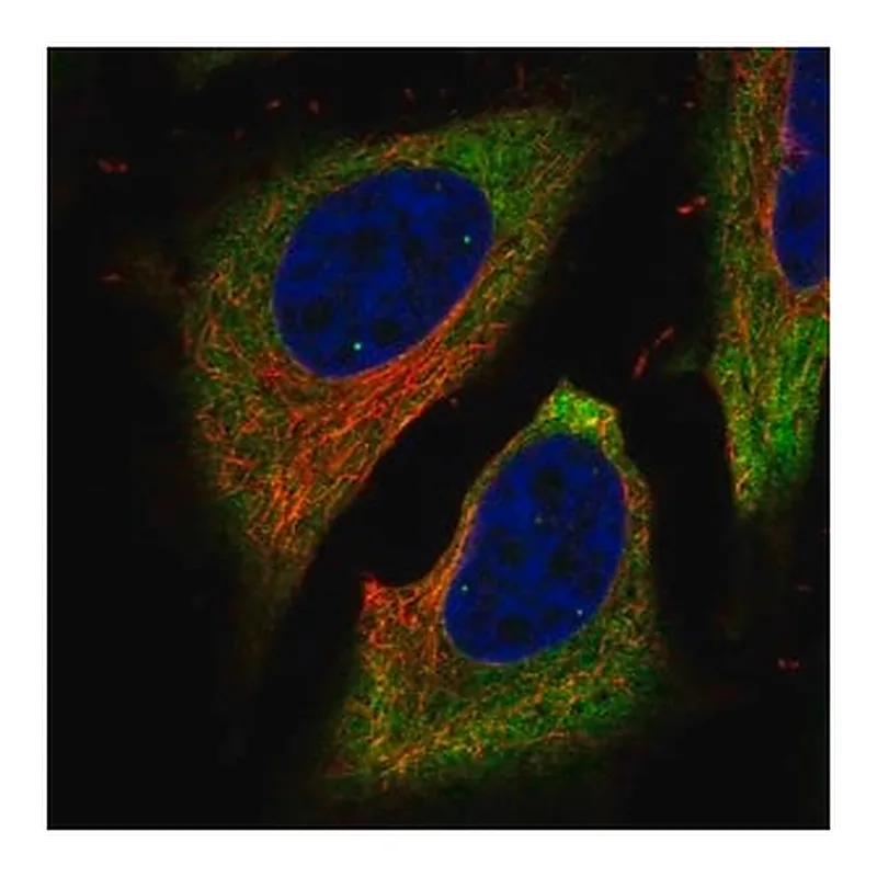 Merck Anti-FAM134B antibody produced in rabbit