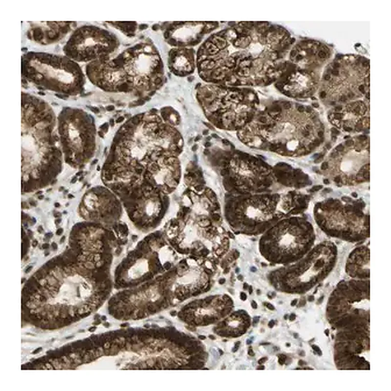 Merck Anti-GALNT1 antibody produced in rabbit