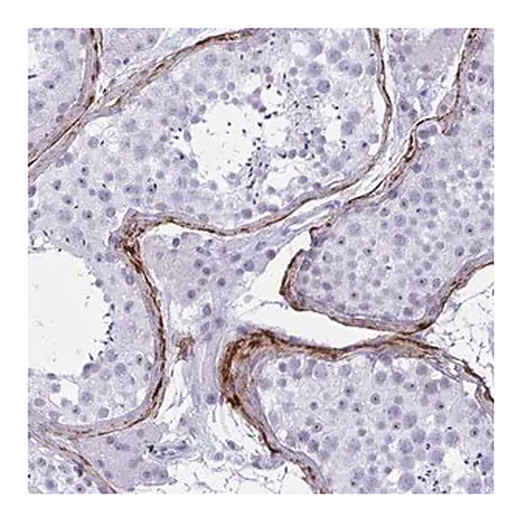 Merck Anti-ELN antibody produced in rabbit