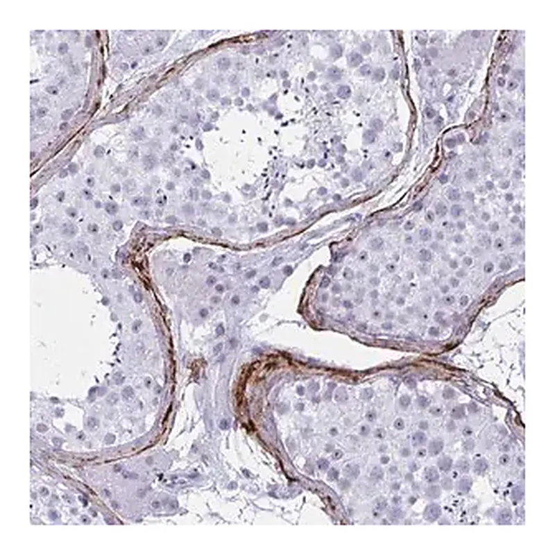 Merck Anti-ELN antibody produced in rabbit