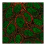 Merck Anti-OASL antibody produced in rabbit