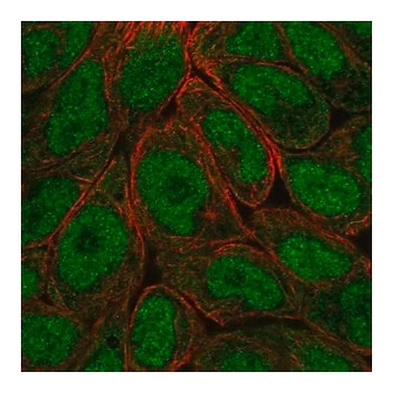 Merck Anti-OASL antibody produced in rabbit