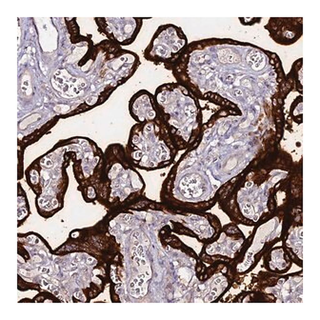 Merck Anti-ALPP antibody produced in rabbit