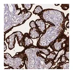 Merck Anti-ALPP antibody produced in rabbit