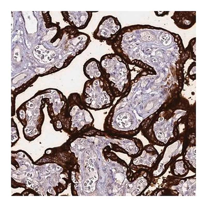 Merck Anti-ALPP antibody produced in rabbit