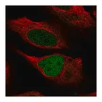 Merck Anti-KMT2C antibody produced in rabbit