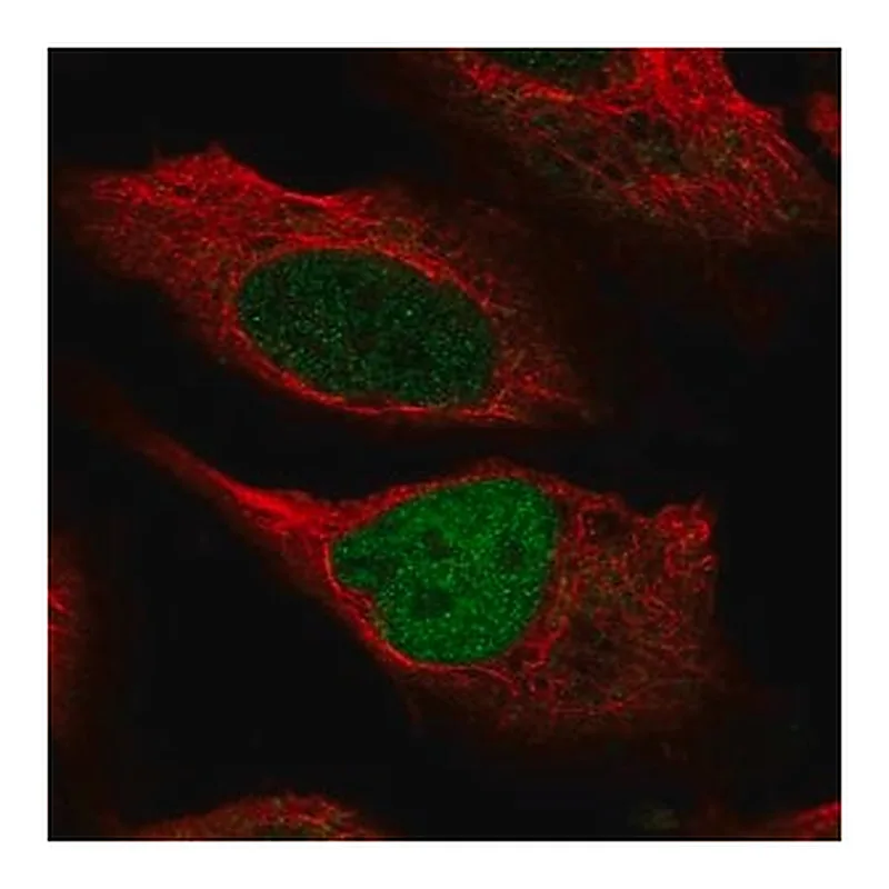 Merck Anti-KMT2C antibody produced in rabbit