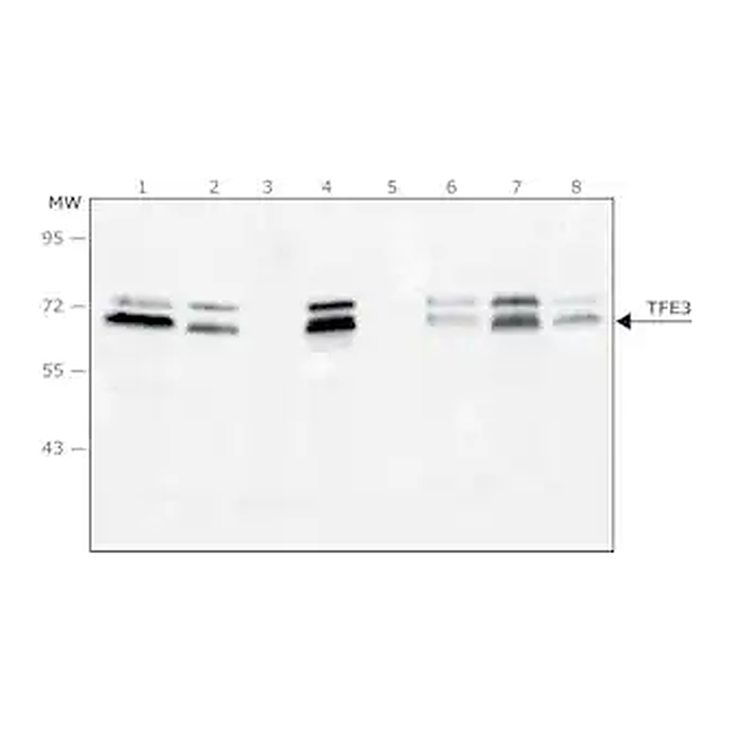 Merck Anti-TFE3 antibody, Mouse monoclonal
