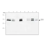 Merck Anti-TFE3 antibody, Mouse monoclonal