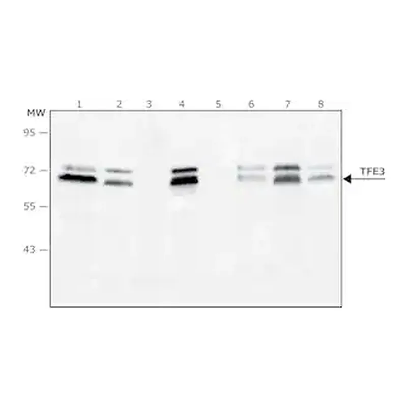 Merck Anti-TFE3 antibody, Mouse monoclonal