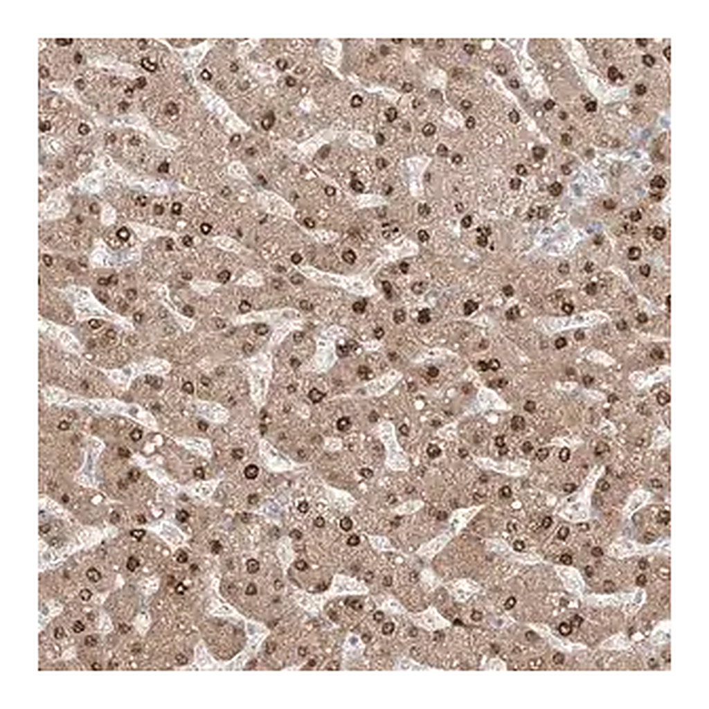 Merck Anti-KDM1B antibody produced in rabbit