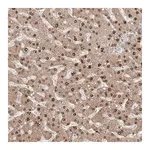 Merck Anti-KDM1B antibody produced in rabbit