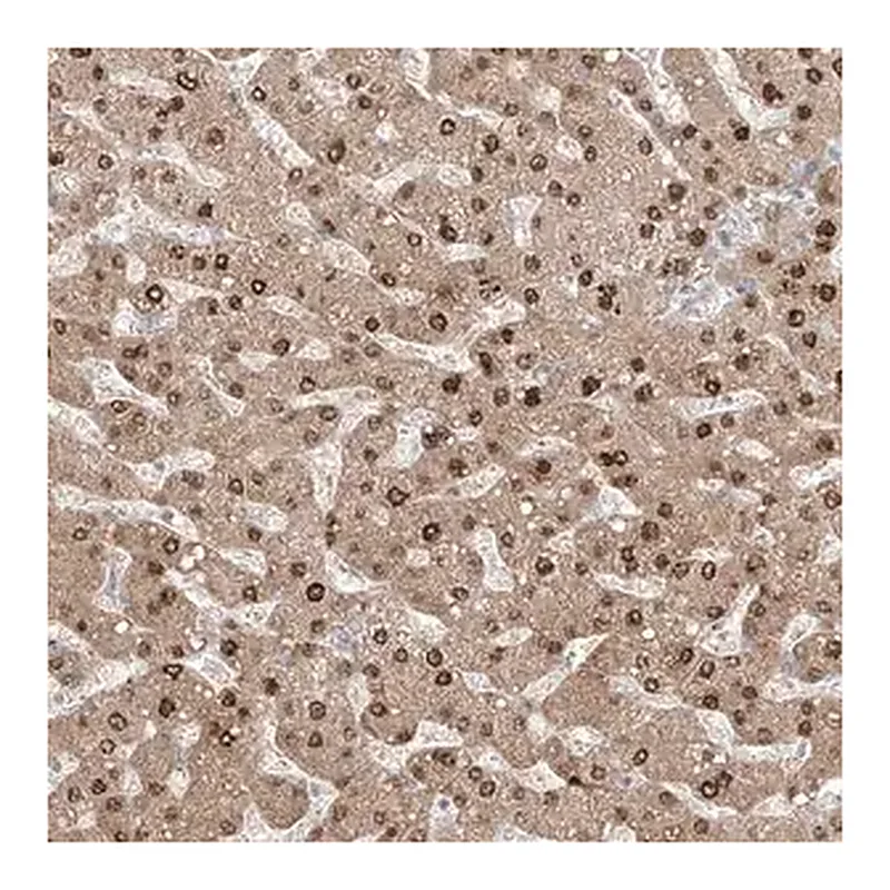 Merck Anti-KDM1B antibody produced in rabbit