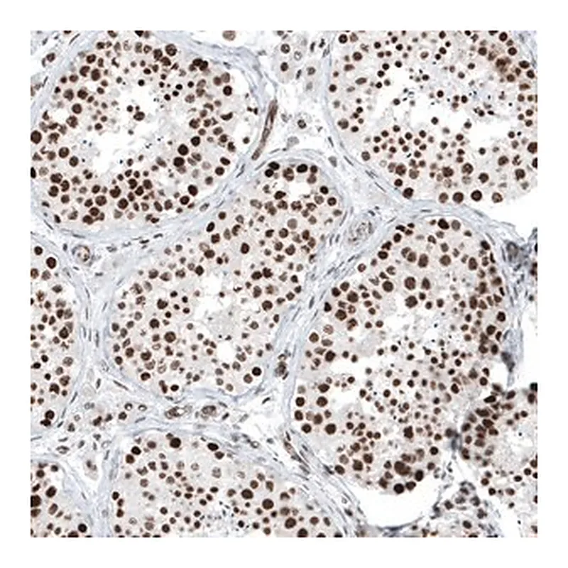 Merck Anti-KMT5C antibody produced in rabbit