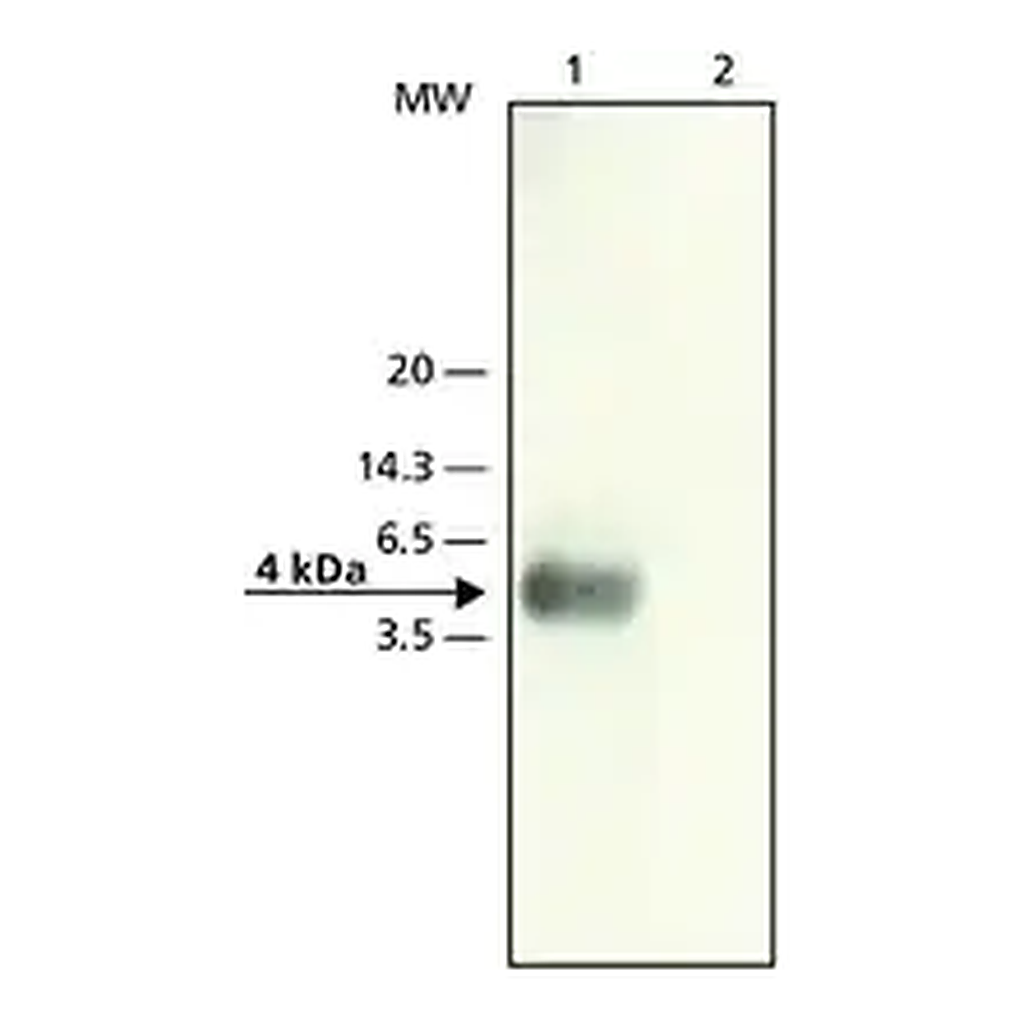 Merck Anti-β-Amyloid (22-35) antibody produced in rabbit