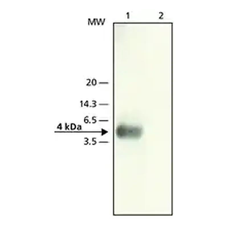 Merck Anti-β-Amyloid (22-35) antibody produced in rabbit