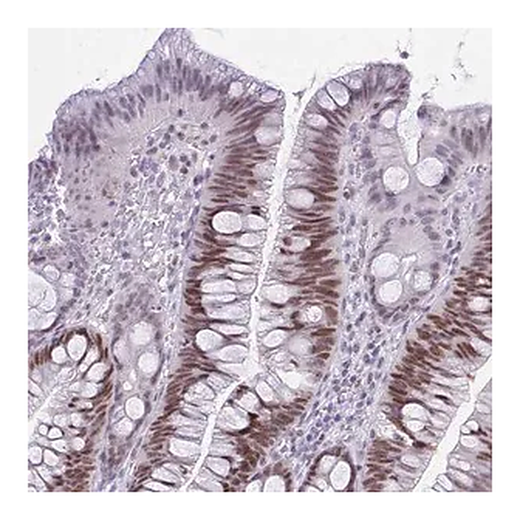 Merck Anti-TEAD4 antibody produced in rabbit