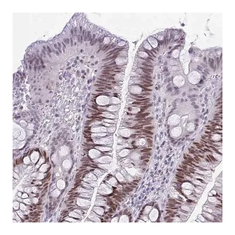 Merck Anti-TEAD4 antibody produced in rabbit