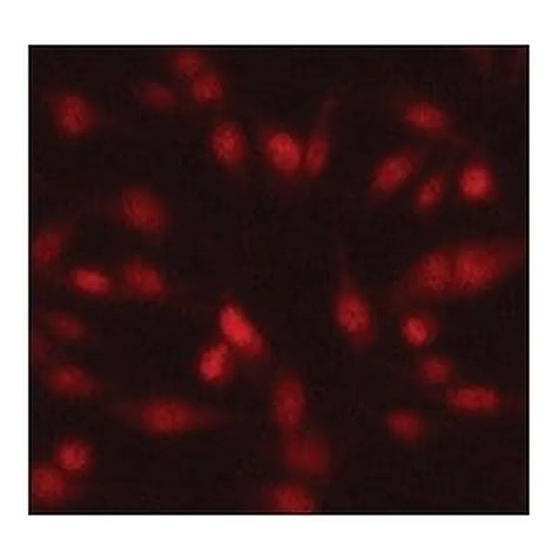 Merck Anti-Twist1 antibody produced in rabbit