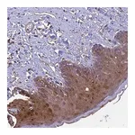 Merck Anti-CALM1 antibody produced in rabbit