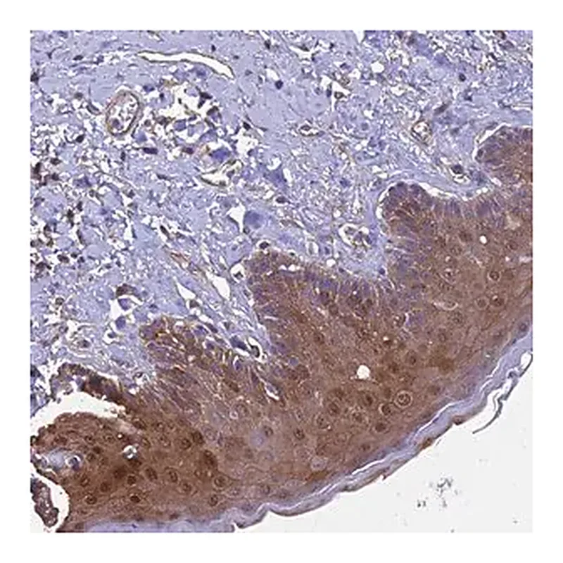 Merck Anti-CALM1 antibody produced in rabbit
