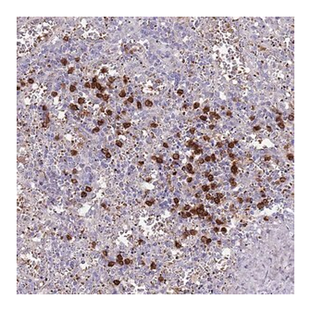 Merck Anti-TMEM251 antibody produced in rabbit