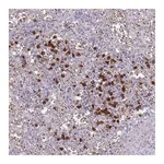 Merck Anti-TMEM251 antibody produced in rabbit