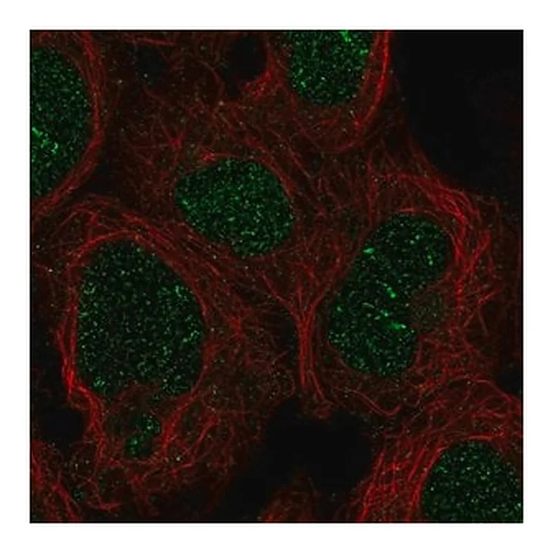 Merck Anti-ZNF212 antibody produced in rabbit