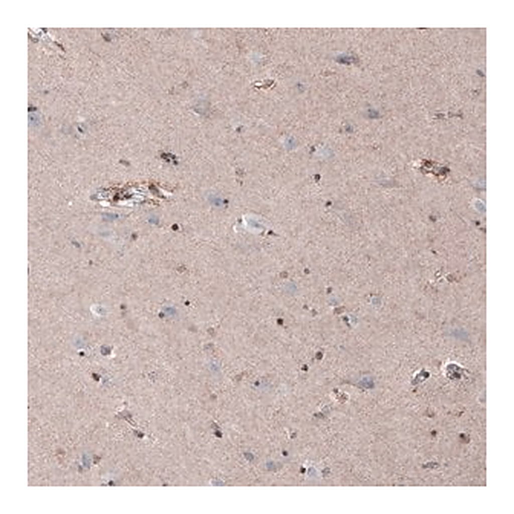 Merck Monoclonal Anti-SOX10 antibody produced in mouse