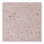 Merck Monoclonal Anti-SOX10 antibody produced in mouse