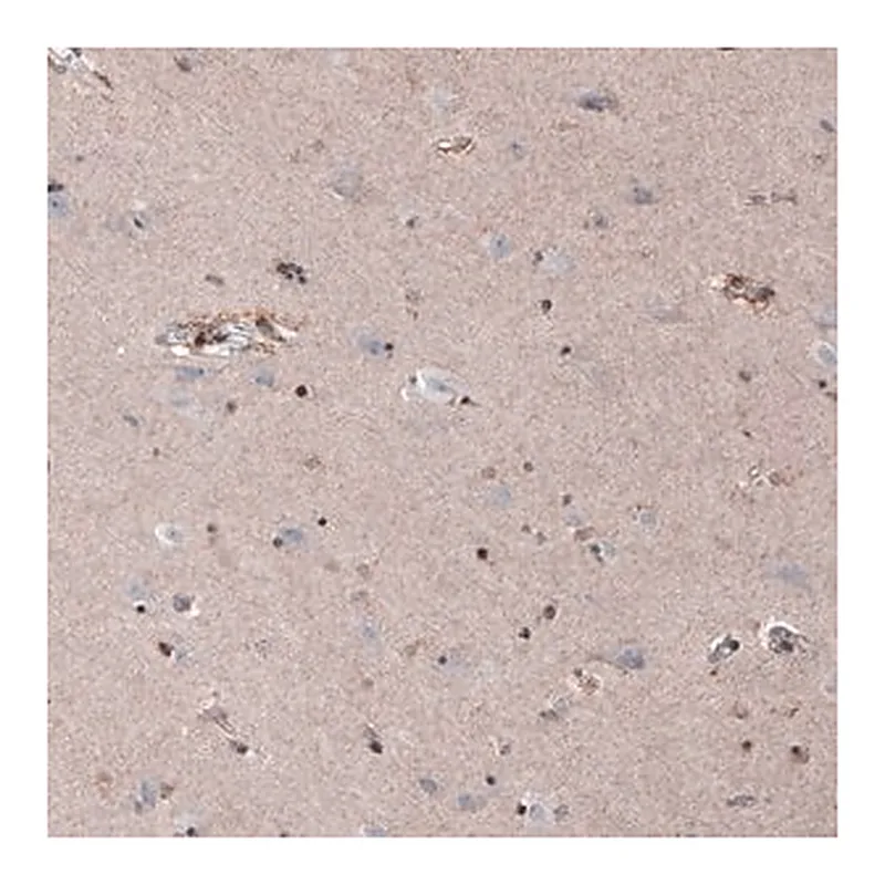 Merck Monoclonal Anti-SOX10 antibody produced in mouse