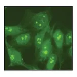 Merck Anti-Nucleolin antibody produced in rabbit