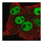 Merck Anti-ETV5 antibody produced in rabbit