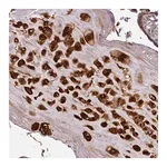 Merck Anti-CASP2 antibody produced in rabbit