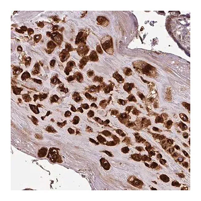 Merck Anti-CASP2 antibody produced in rabbit