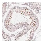 Merck Anti-MYBL1 antibody produced in rabbit