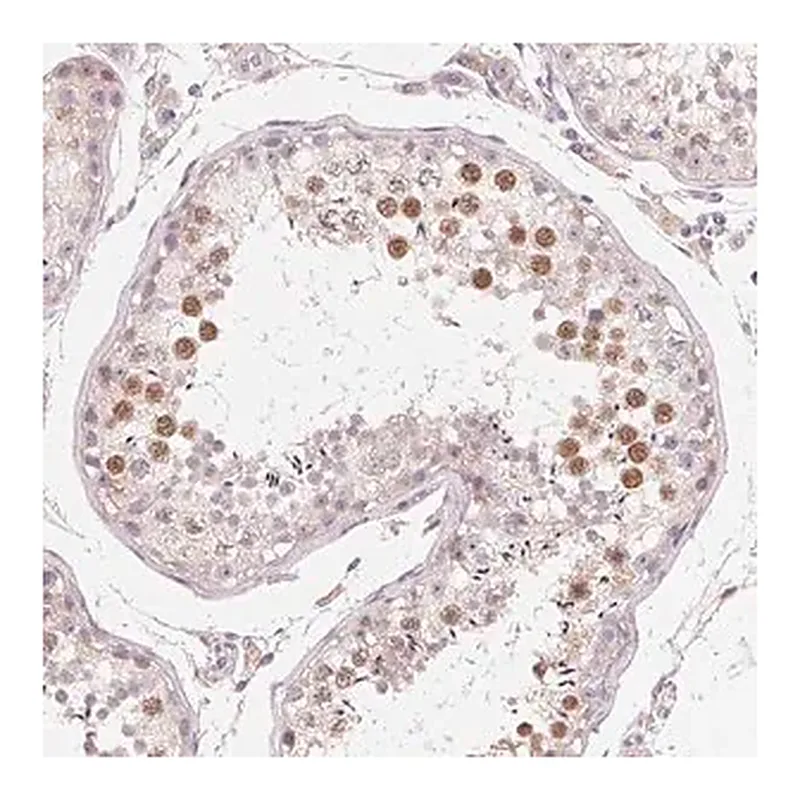 Merck Anti-MYBL1 antibody produced in rabbit
