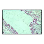 Merck Monoclonal Anti-Epidermal Growth Factor Receptor antibody produced in mouse