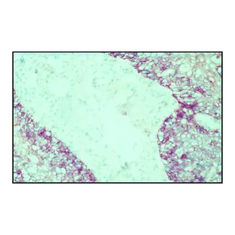 Merck Monoclonal Anti-Epidermal Growth Factor Receptor antibody produced in mouse
