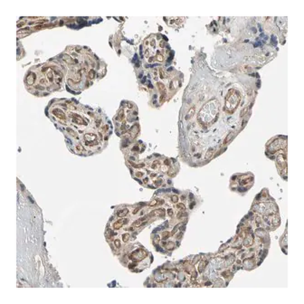 Merck Anti-EFNB2 antibody produced in rabbit