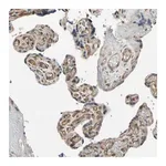 Merck Anti-EFNB2 antibody produced in rabbit
