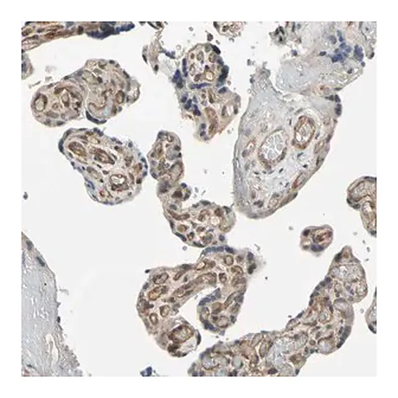 Merck Anti-EFNB2 antibody produced in rabbit